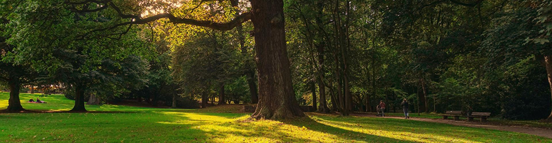 park with green grass and shady trees