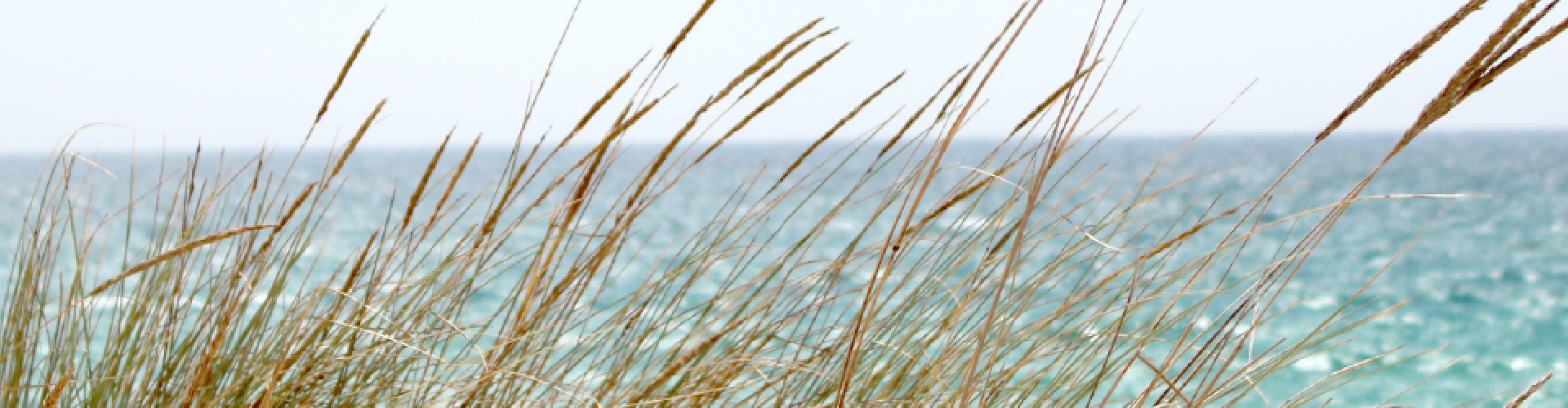 ocean in the distance with grasses in the foreground