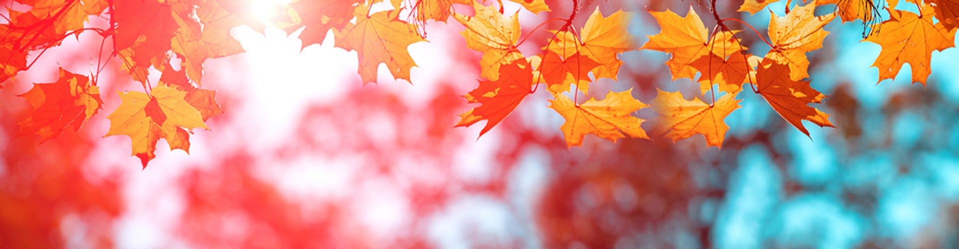 red and turquoise background with autumn leaves and sun rays