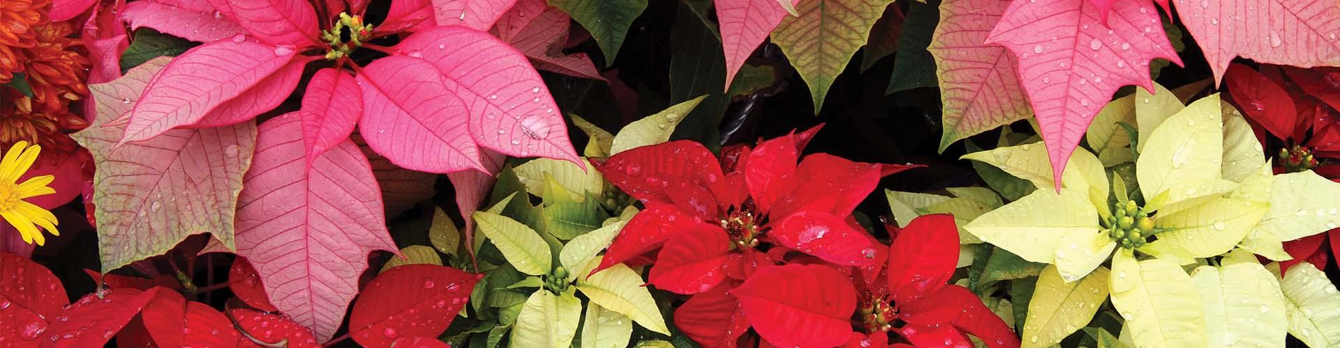 white, red and pink pointsettias