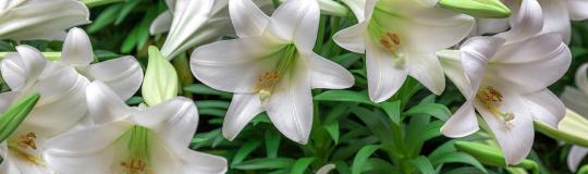 field of Easter lilies